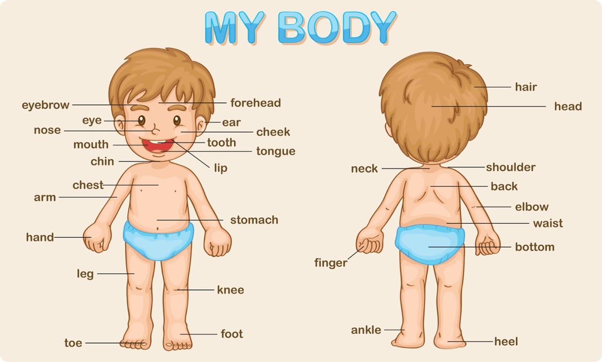 Bài hát các bộ phận trên cơ thể con người là chủ đề hay giúp trẻ học hiệu quả